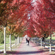 Illustration for article titled Pics from the Curbside: 2018-10-14 to Kitsilano Secondary School